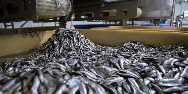 WEST AFRICA: Greenpeace calls for fishmeal plants to be shut down