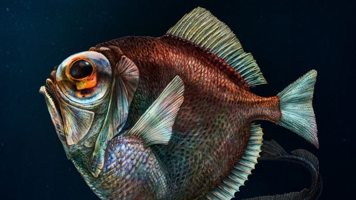 In the deep, dark, ocean fish have evolved super powered vision