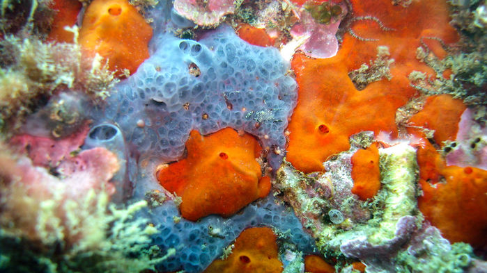 Networks of sponges could capture DNA to track ocean health